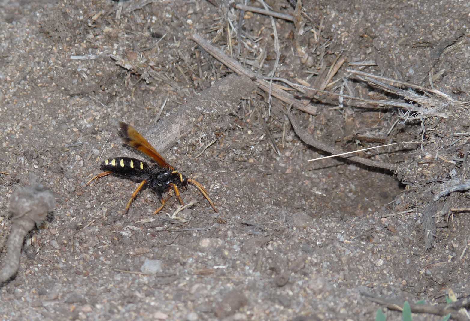 Batozonellus lacerticida con Argiope bruennichi